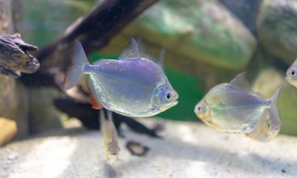 Quel sable choisir pour son aquarium ?