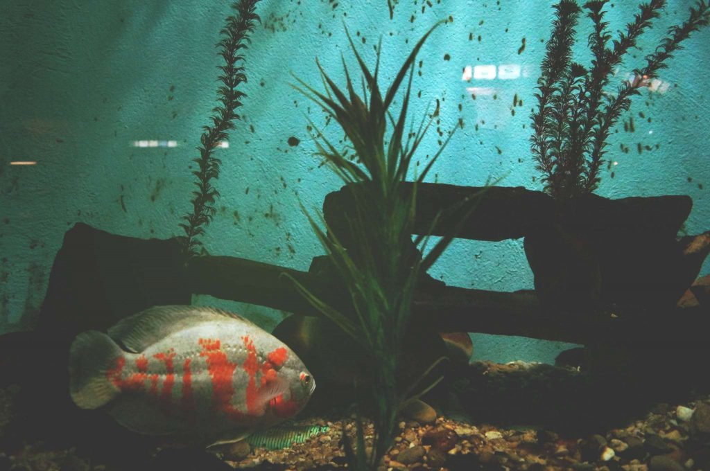 poisson au fond de l'aquarium