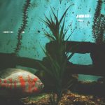 Poisson au fond de l’aquarium : Causes et Solutions