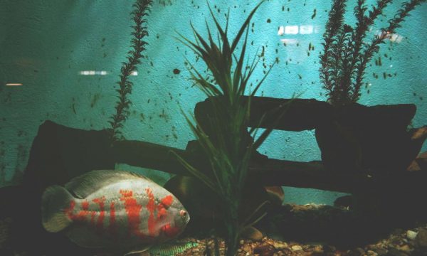 Poisson au fond de l’aquarium : Causes et Solutions