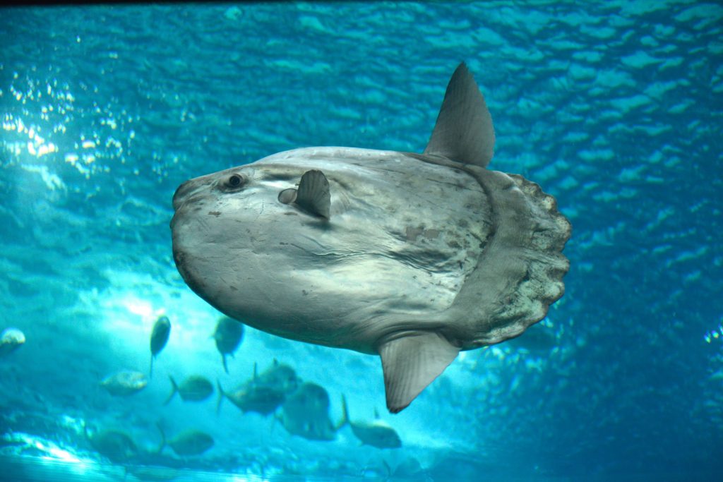 Poisson-lune (Môle)