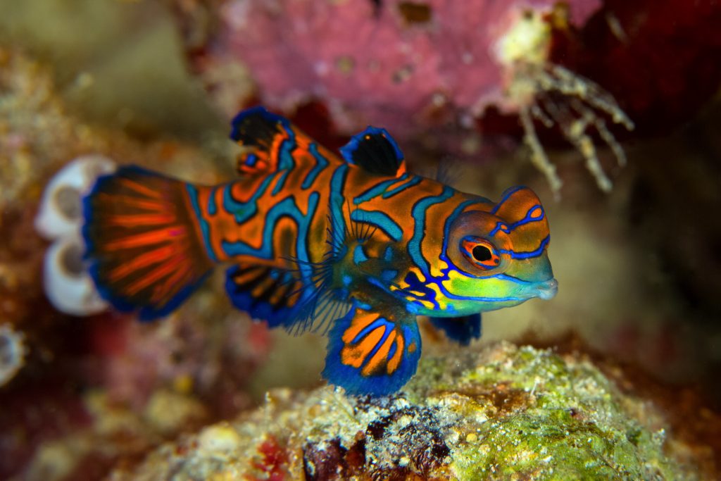 Poisson Mandarin
