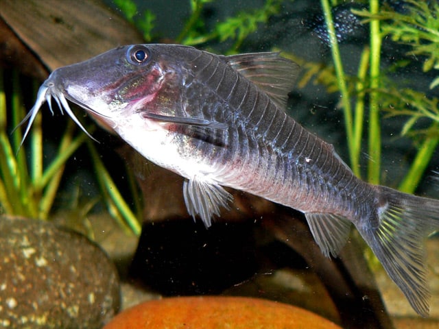 corydora