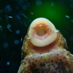 Les poissons nettoyeurs en aquariophilie : Guide complet