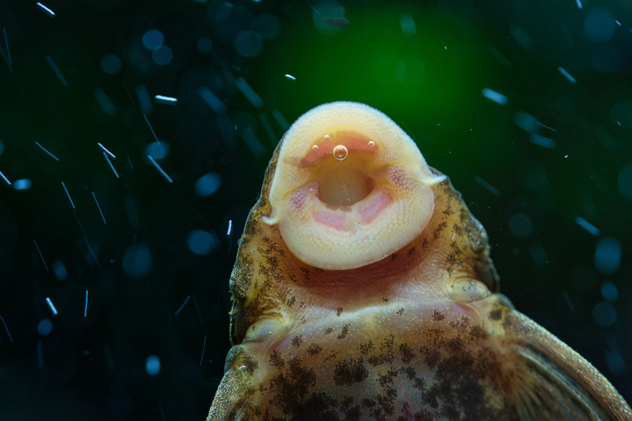 Les poissons nettoyeurs en aquariophilie Guide complet