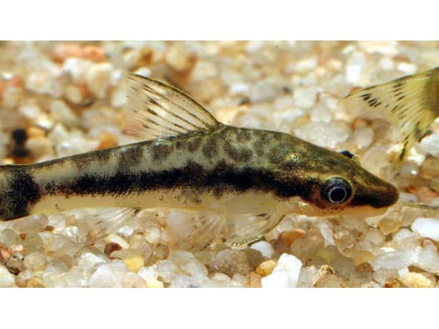 Otocinclus