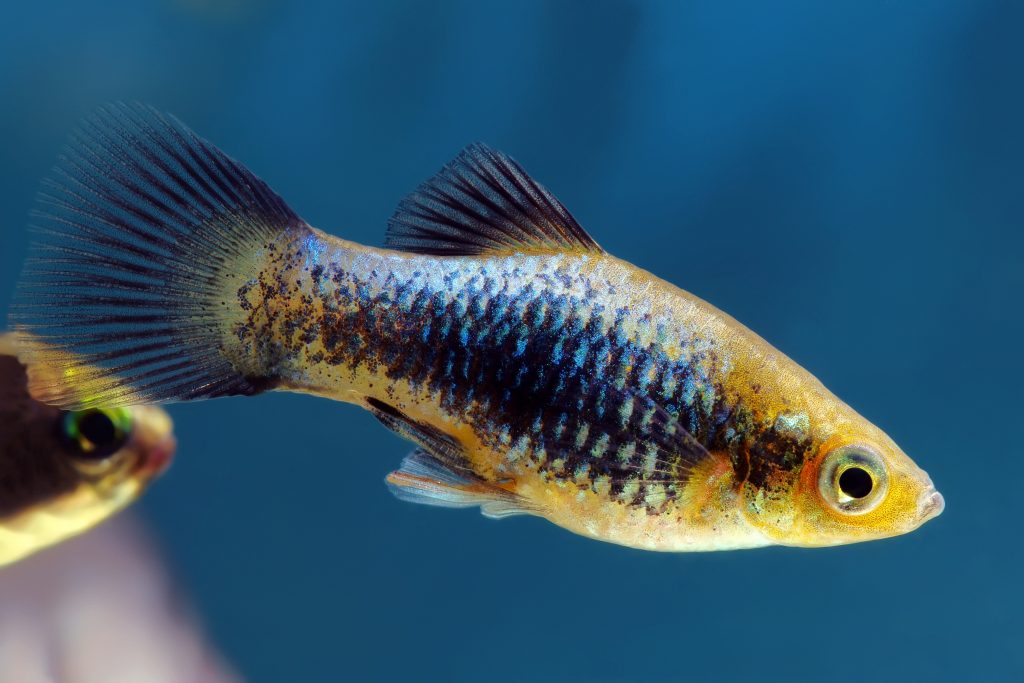 Poisson Platy