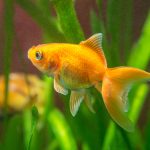 Quelle est la durée de vie du poisson rouge ?