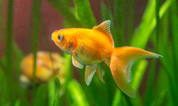 Quelle est la durée de vie du poisson rouge ?