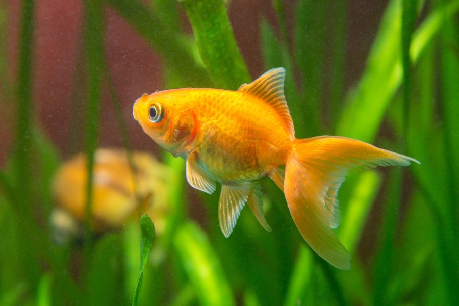 Quelle est la durée de vie d un poisson rouge ?
