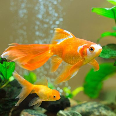 Les poissons rouges n’ont-ils réellement pas de mémoire ?