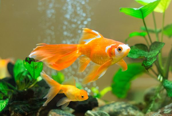 Les poissons rouges n’ont-ils réellement pas de mémoire ?