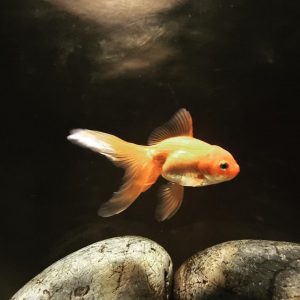 Comment nourrir son poisson rouge ?