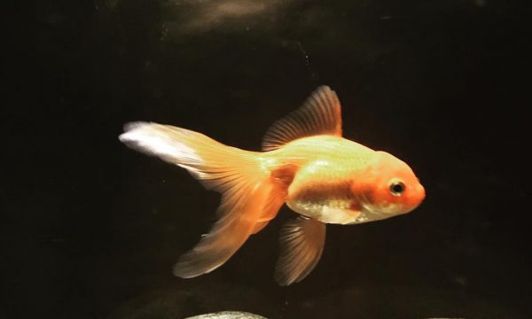 Comment nourrir son poisson rouge ?