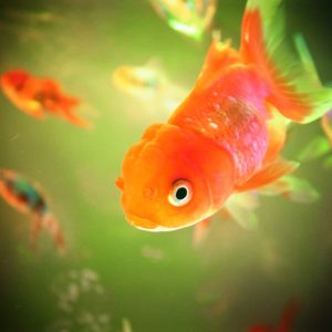 Maladies des poissons rouges: Tout Savoir pour les soigner