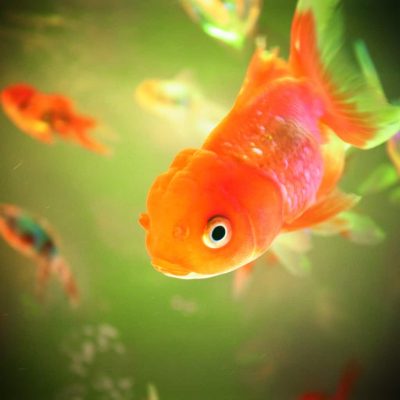 Les maladies des poissons rouges et leurs traitements