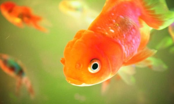 Maladies des poissons rouges: Tout Savoir pour les soigner