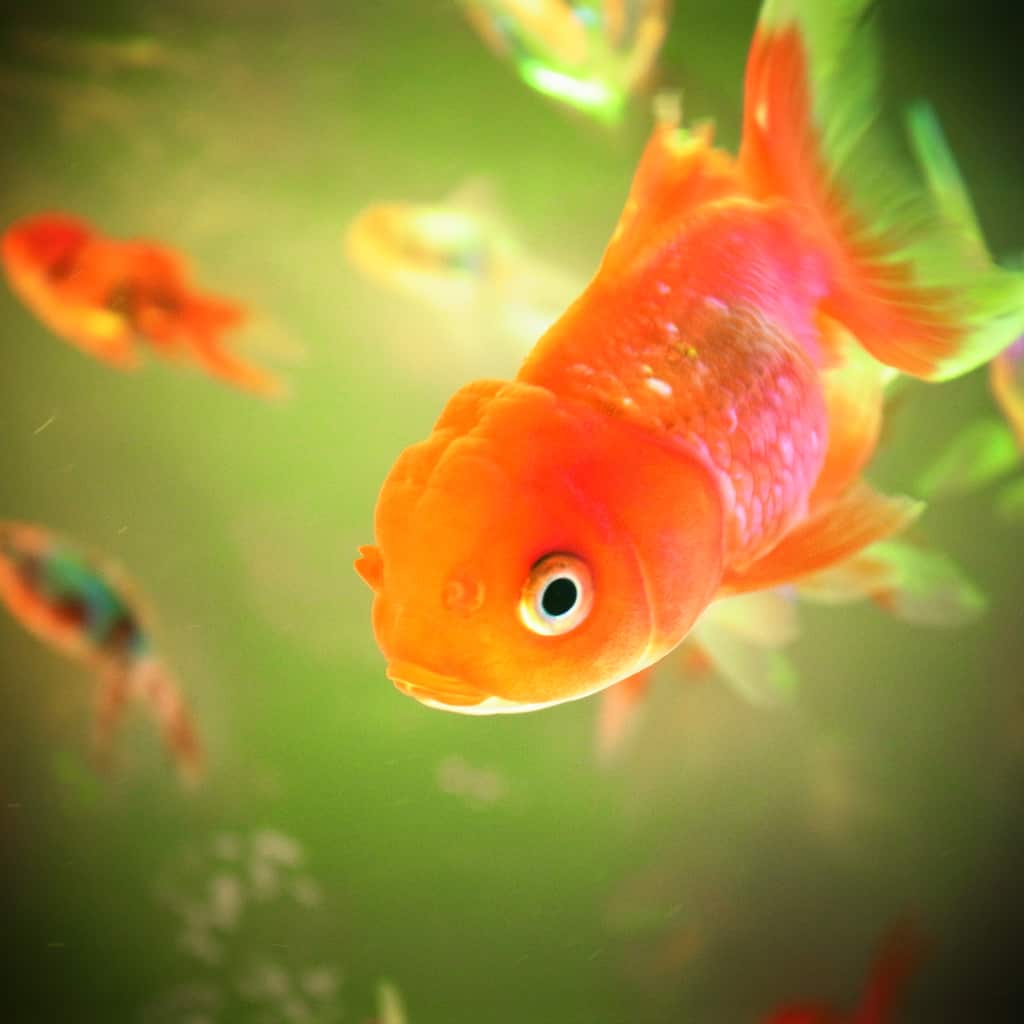 Maladies des poissons rouges Tout Savoir pour les soigner