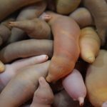 Qu’est-ce qu’un penis de mer ? Tout Savoir sur ce ver marin