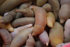 Qu’est-ce qu’un penis de mer ? Tout Savoir sur ce ver marin