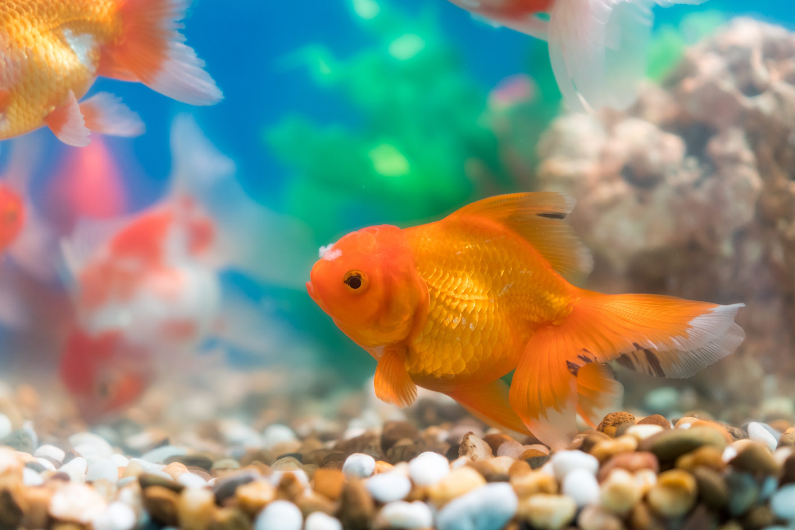 Poissons rouges dans un aquarium