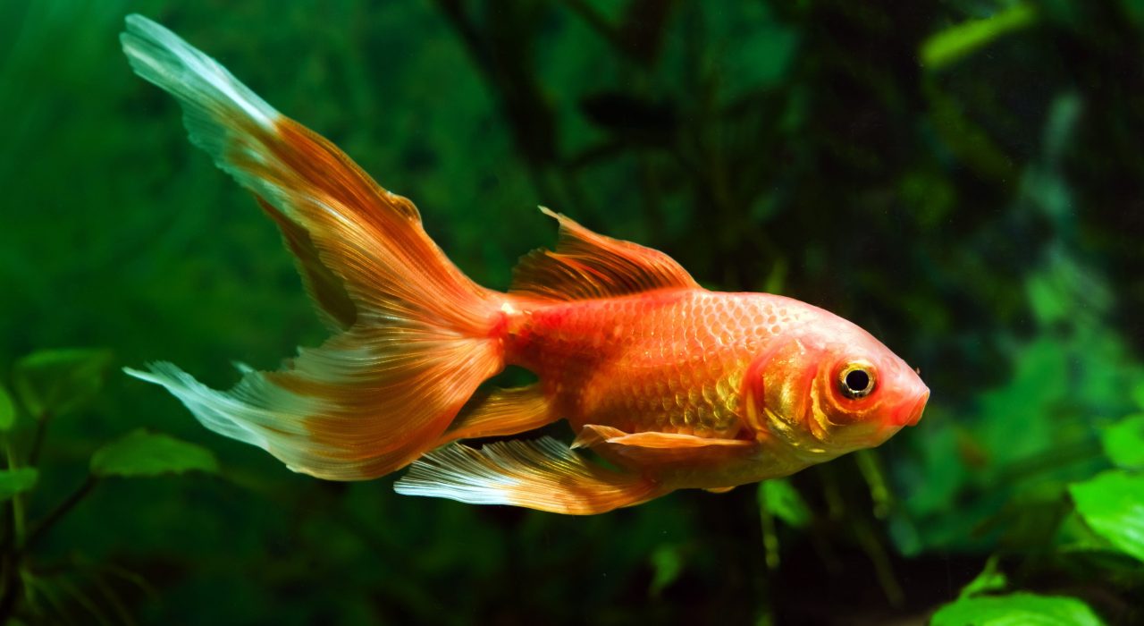 Poissons rouges de À a Z