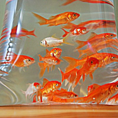 Introduire des poissons rouges dans son aquarium