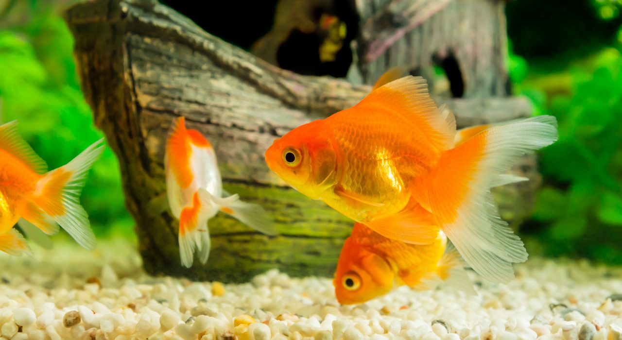 Créer un aquarium pour vos poissons rouges : [Guide complet]