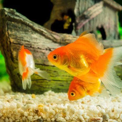 Créer un aquarium pour vos poissons rouges : [Guide complet]