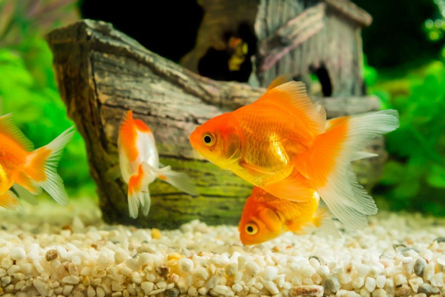 Créer un aquarium pour vos poissons rouges : [Guide complet]