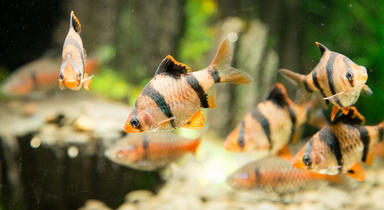 Poissons tropicaux de A à Z