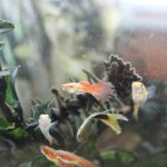 Comment nourrir ses poissons d’aquarium ?