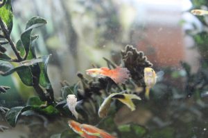 Comment nourrir ses poissons d’aquarium ?