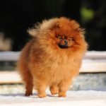 Chiens nains : Top 10 races de chiens miniature