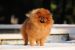 Chiens nains : 10 races de chiens miniature à découvrir