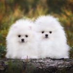 Petits chiens blancs : Top 15 races incontournables