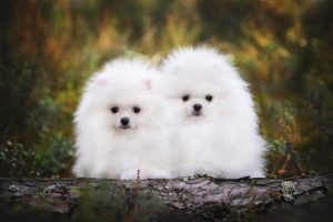 Petits chiens blancs : Top 15 races incontournables