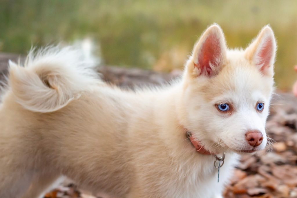 Pomsky