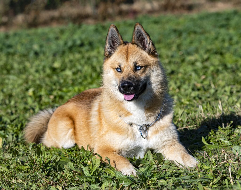 Pomsky