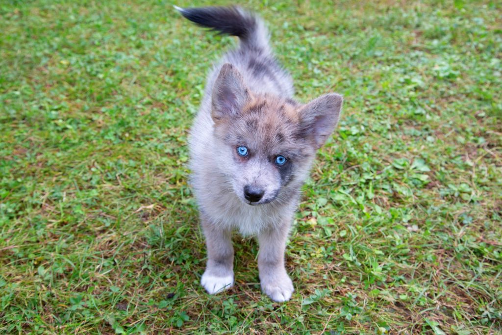 Pomsky aux yeux bleus