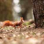 Photographier les écureuils : conseils et astuces de pros
