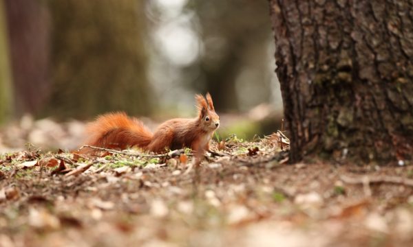 Comment photographier les Écureuils ?