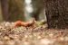 Photographier les écureuils : conseils et astuces de pros