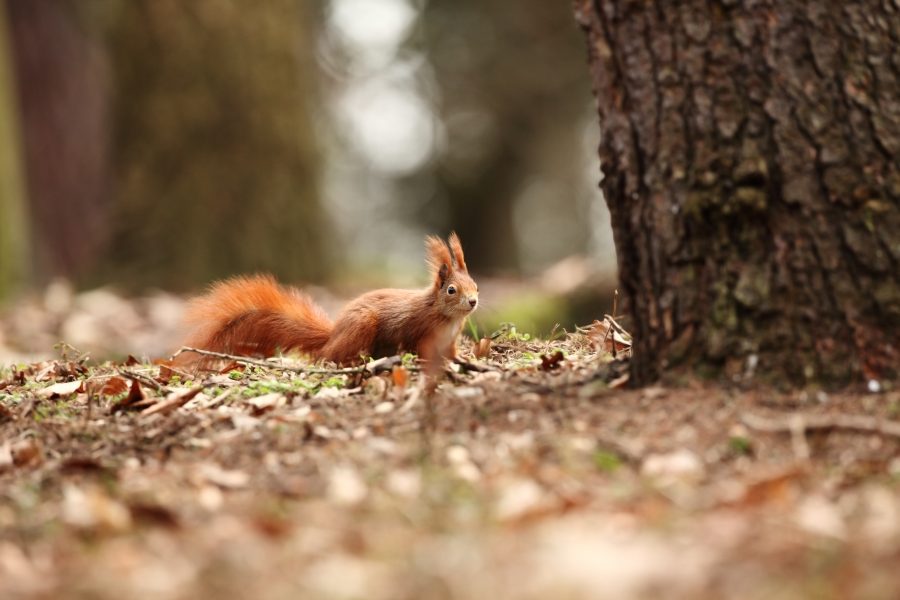 Photographier les écureuils : conseils et astuces de pros