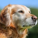 Vivre avec un chien âgé : un guide pour son bien-être