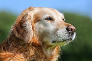Vivre avec un chien âgé : un guide pour son bien-être