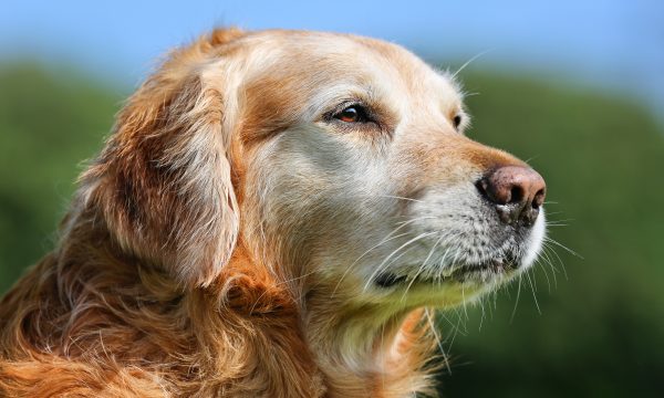Vivre avec un chien âgé : un guide pour son bien-être