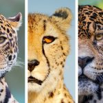 Quelles différences entre Léopard, Guépard et Jaguar ?