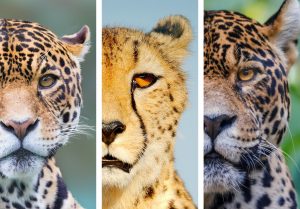 Quelles différences entre Léopard, Guépard et Jaguar ?