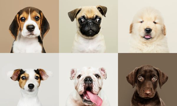Noms de chien en U
